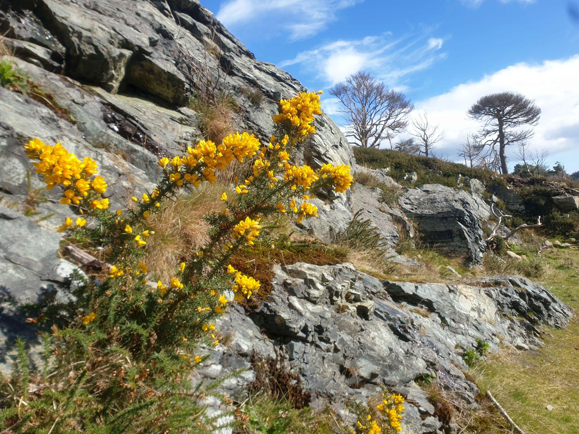 Wer sich im Tollymore Forest Park in die höher gelegenen Gebiete wagt, entdeckt weite Grasflächen, übersät mit bizarren Felsen, knorrigen Bäumen und dem allgegenwärtigen, gelb blühenden Ginster. Wer an dessen Blüte schnuppert, erlebt eine Überraschung: Sie riecht wie frisch gehobelte Kokosnuss.