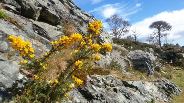 Wer sich im Tollymore Forest Park in die höher gelegenen Gebiete wagt, entdeckt weite Grasflächen, übersät mit bizarren Felsen, knorrigen Bäumen und dem allgegenwärtigen, gelb blühenden Ginster. Wer an dessen Blüte schnuppert, erlebt eine Überraschung: Sie riecht wie frisch gehobelte Kokosnuss.