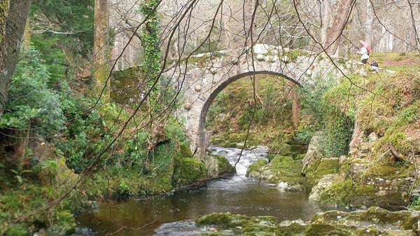 Foley's Bridge ist eine der berühmtesten Attraktionen in diesem ursprünglich belassenen Waldgebiet. Die spannende Reisereportage zu dieser Bildergalerie lesen Sie hier auf unserem Premiumportal nn.de