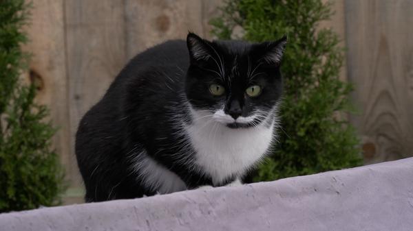 Der Katzenhasser von Stegaurach: Unbekannter schießt seit Jahren immer wieder auf Katzen