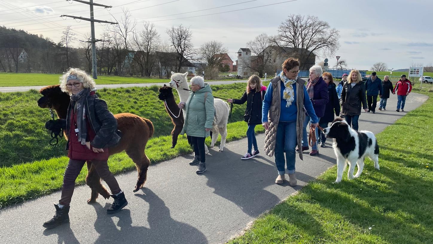 Die Alpakas Franzl, Ramos und Rudi begleiteten die Seniorinnen und Senioren auf ihrem Spaziergang. 