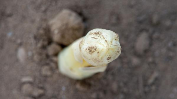 Spargel benötigt einen eher sandigen Gartenboden.