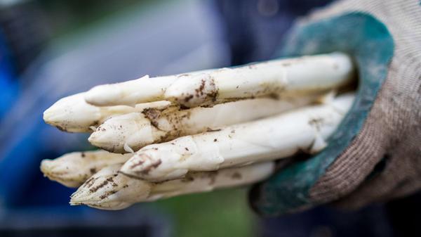 Bleichspargel wächst unter Erddämmen.
