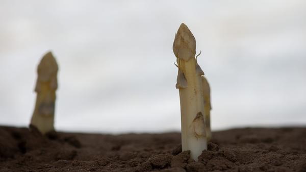 Leckeren Spargel richtig pflanzen.