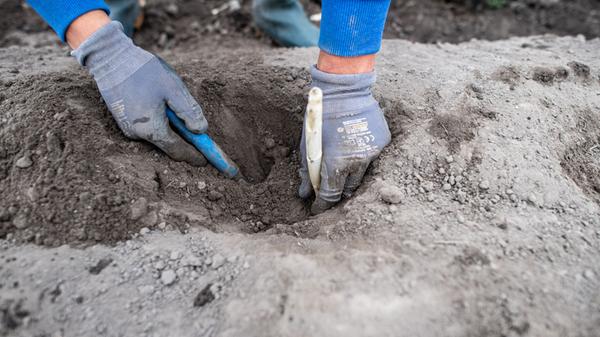 Nach drei Jahren ist Erntezeit.
