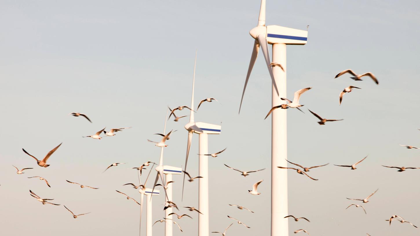 Eine Studie des schwedischen Unternehmens Vattenfall belegt, dass Vögel Windrädern wohl besser ausweichen können, als zunächst angenommen. (Symbolbild)