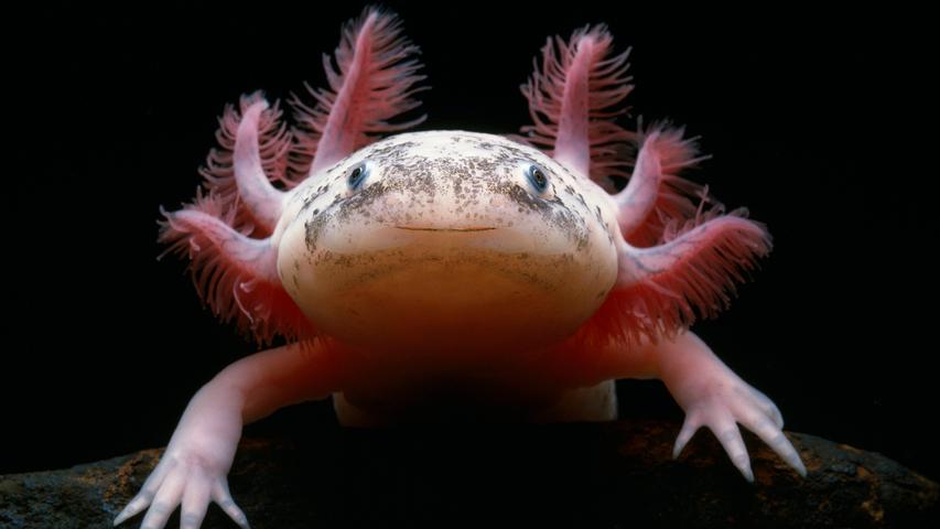 Vom Aussterben bedroht: Der Axolotl, ein mexikanischer Schwanzlurch.