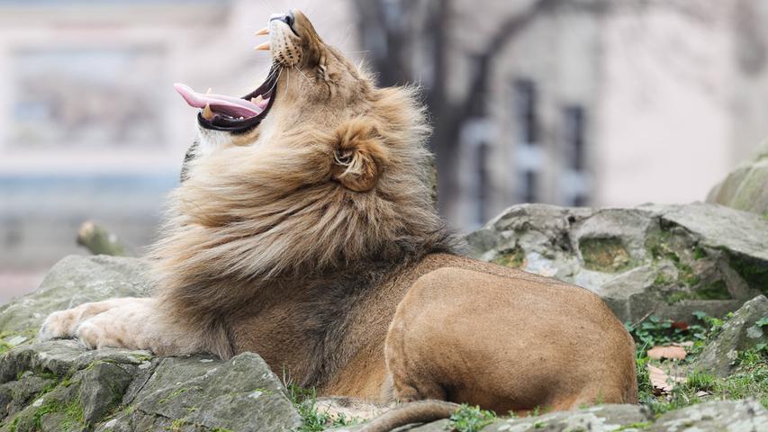 Afrikas größtes Landraubtier: Ein gähnender Löwe.