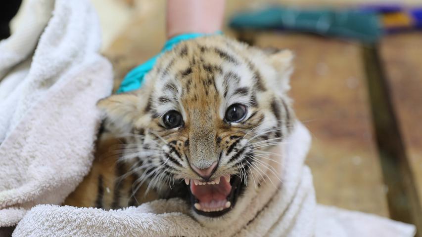 Ebenfalls stark gefährdet: In der freien Wildbahn leben nur noch etwa 3200 Tiger.