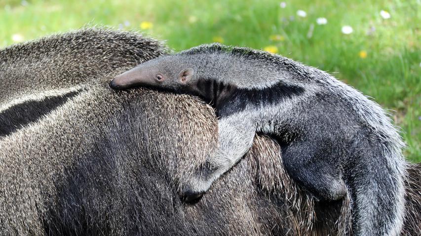 Charakteristisch für den Ameisenbär: Eine lange, röhrenförmige Schnauze. 