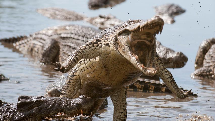 Werden auch als Panzerechsen bezeichnet: Ein angreifendes Krokodil.