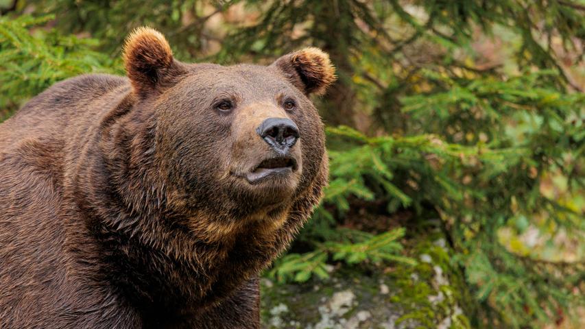 Kein Teddy: Braunbären können bis zu 600 Kilogramm schwer werden. 