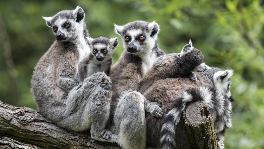 Ihr quer-gestreifter Schwanz macht sie unverwechselbar: Eine Katta-Familie.