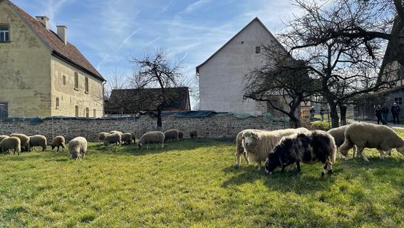 Fränkisches Freilandmuseum Bad Windsheim: Wollschweine, Kulturerbe und Synagogen-Eröffnung
