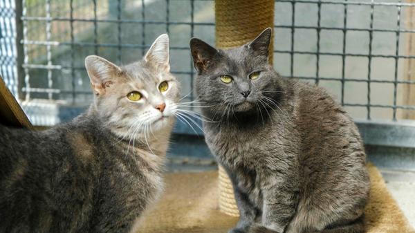 Die zwei Katzenmädels „Gräuli“ und „Weißnase“ wurden hier schon einmal vorgestellt, aber leider hat sich für die beiden Hübschen niemand interessiert, obwohl „Gräuli“ und „Weißnase“ vom Verhalten her schon große Fortschritte gemacht haben. Anfangs waren beide sehr scheu, aber mittlerweile kann man sie schon anfassen, wenn die etwa fünf bis sechs Jahre alten Katzen ihren Menschen kennen, und beide kommen immer neugierig angelaufen, wenn jemand das Katzenzimmer betritt. Die Katzen hatten in ihrem ländlich gelegenen Zuhause viel Freiheit und sie hängen sehr aneinander. Sie werden deshalb auch nur gemeinsam vermittelt. Das Tierheim Neumarkt ist trotz der erfolgten Lockerungen noch immer bis auf Weiteres für Besucher, Gassigeher und Katzenstreichler geschlossen. Besuche und Tiervermittlungen können nur nach vorheriger telefonischer Terminvereinbarung stattfinden. Das Büro ist täglich (außer an Sonn- und Feiertagen) von 14.30 bis 17 Uhr unter der Telefonnummer (0 91 81) 2 28 62 erreichbar. In Notfällen und im Falle von Fundtieren ist das Tierheim ebenfalls unter dieser Telefonnummer erreichbar. Hier geht es zur Internet-Seite des Tierheims