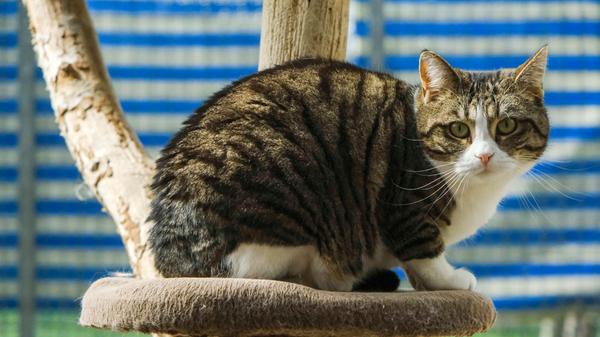 Die getigert-weiße Katze „Mausi“ ist für Kinder ebenfalls nicht geeignet und auch sie geht Artgenossen eher aus dem Weg. „Mausi“ kam als Fundtier ins Tierheim Neumarkt, nachdem sie schwer verletzt hinter einer Leitplanke entdeckt wurde. „Mausi“ wurde operiert und nach ihrer Genesung wurde nach und nach versucht, Kontakt zu ihr aufzubauen. Inzwischen duldet „Mausi“ Menschen in ihrer Nähe und ab und zu kann man sie auch schon berühren. Die etwa vier Jahre alte Katzenlady sucht Menschen, die sie nicht zwingen und sie nach und nach mit Ruhe und Geduld aus der Reserve locken. Wenn sich „Mausi“ eingewöhnt hat und ihre Menschen mag und akzeptiert, möchte sie sicher auch gerne wieder Freigang haben, der aber aufgrund der schlechten Erfahrungen, die sie gemacht hat, in verkehrsarmer Gegend möglich sein sollte. Das Tierheim Neumarkt ist trotz der erfolgten Lockerungen noch immer bis auf Weiteres für Besucher, Gassigeher und Katzenstreichler geschlossen. Besuche und Tiervermittlungen können nur nach vorheriger telefonischer Terminvereinbarung stattfinden. Das Büro ist täglich (außer an Sonn- und Feiertagen) von 14.30 bis 17 Uhr unter der Telefonnummer (0 91 81) 2 28 62 erreichbar. In Notfällen und im Falle von Fundtieren ist das Tierheim ebenfalls unter dieser Telefonnummer erreichbar. Hier geht es zur Internet-Seite des Tierheims