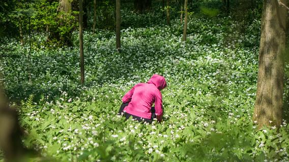 In Frankens Wäldern ist wieder Bärlauch-Saison: Beim Sammeln kann man sich aber strafbar machen