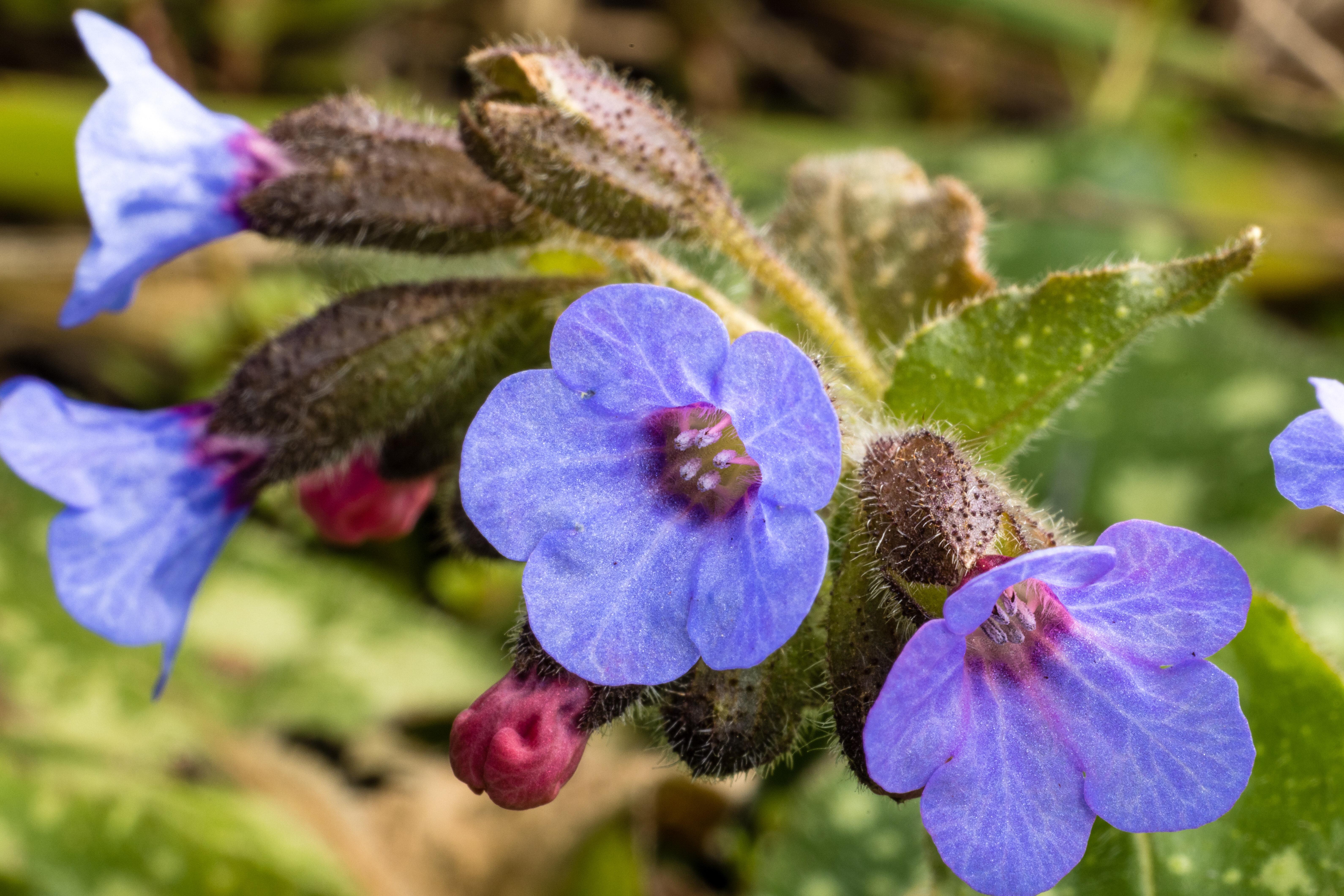 Von Kuhschellen bis Lungenkraut: Diese Frühlingsblüher sind gut für Bienen & Co