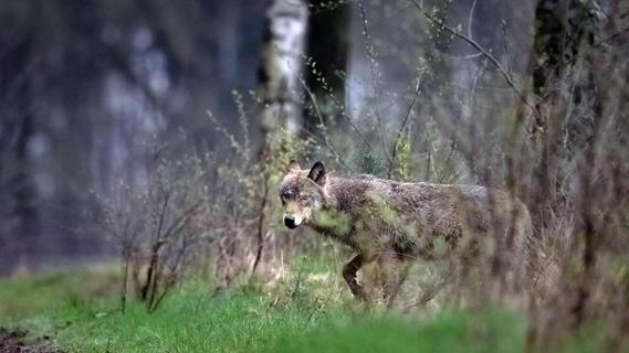 Passanten melden Grusel-Fund: Abgetrennter Wolfskopf in Niedersachsen entdeckt