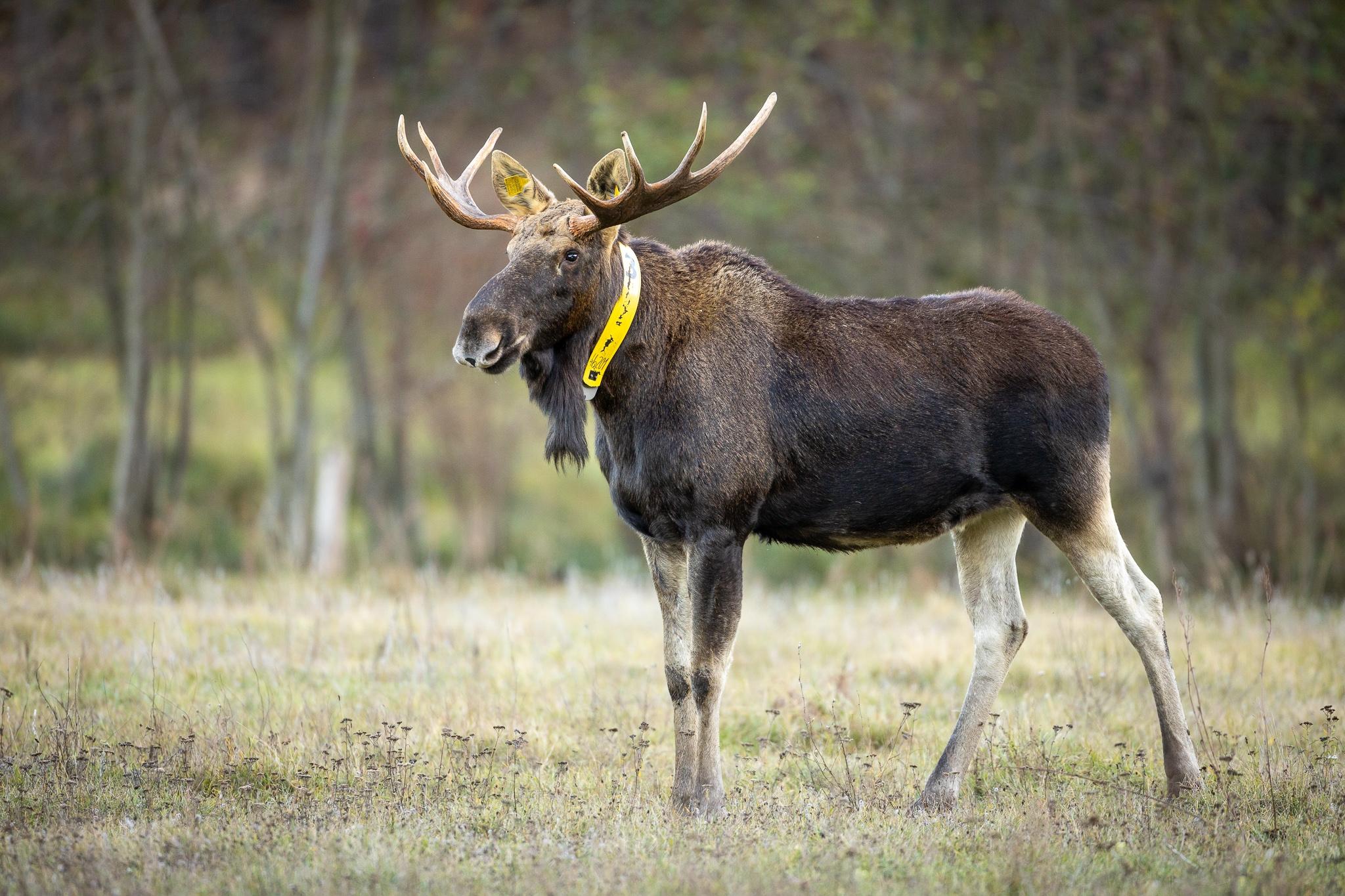 Abschuss verboten: Elche sollen in Deutschland wieder heimisch werden - 