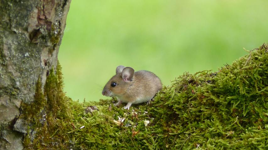 Diese kleine Maus holt sich auf einem Apfelbaum Reste vom Vogelfutter und lässt es sich schmecken. Mehr Leserfotos finden Sie hier
