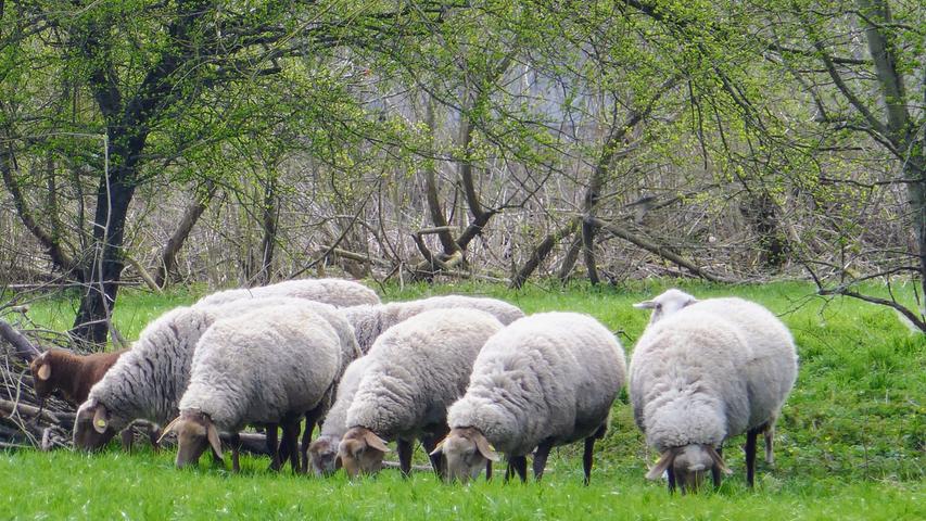 Gemeinsam schmeckt es besser, das gilt offenbar auch für diese Schafe im Regnitzgrund. Mehr Leserfotos finden Sie hier