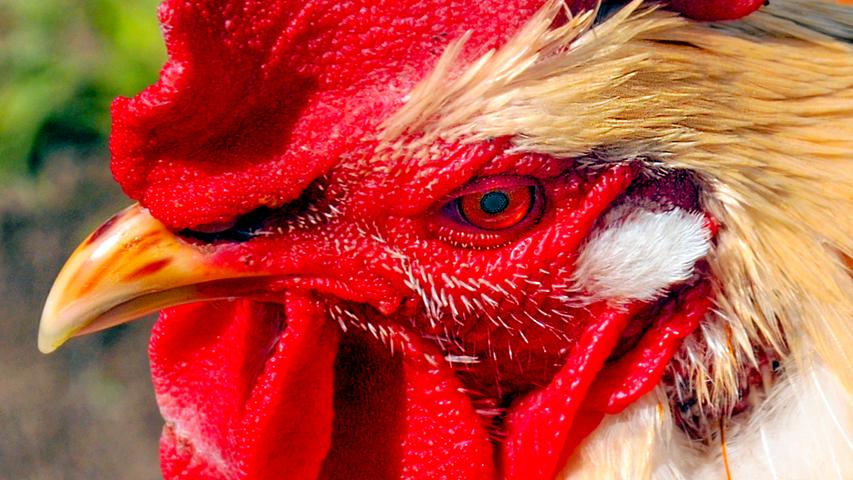 Alles im Blick behält dieser markant gefärbte Hahn auf einem Hühnerhof bei Katzwang. Mehr Leserfotos finden Sie hier