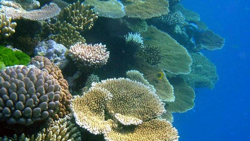 Schlechte Nachricht: Wenn der 2017er Jahgang beim Tauchen auch bunte Korallen bewundern möchte, sollte er damit möglichst im Grundschulalter loslegen - dank Korallenbleiche und Klimawandel wird es beispielsweise das Great Barrier Reef in seiner langjährigen Farbenpracht nicht mehr lange geben. Sagen Experten.