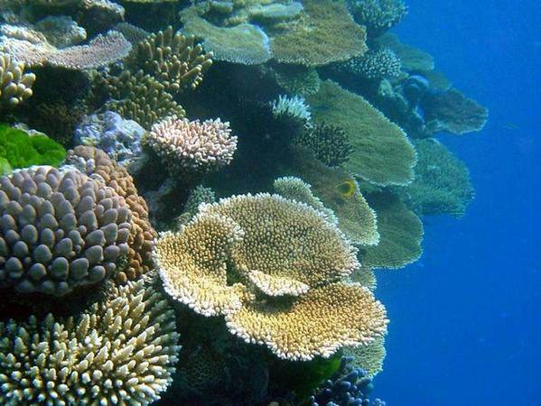 Lupburger Kunst-Korallen retten Biotope  in der Karibik