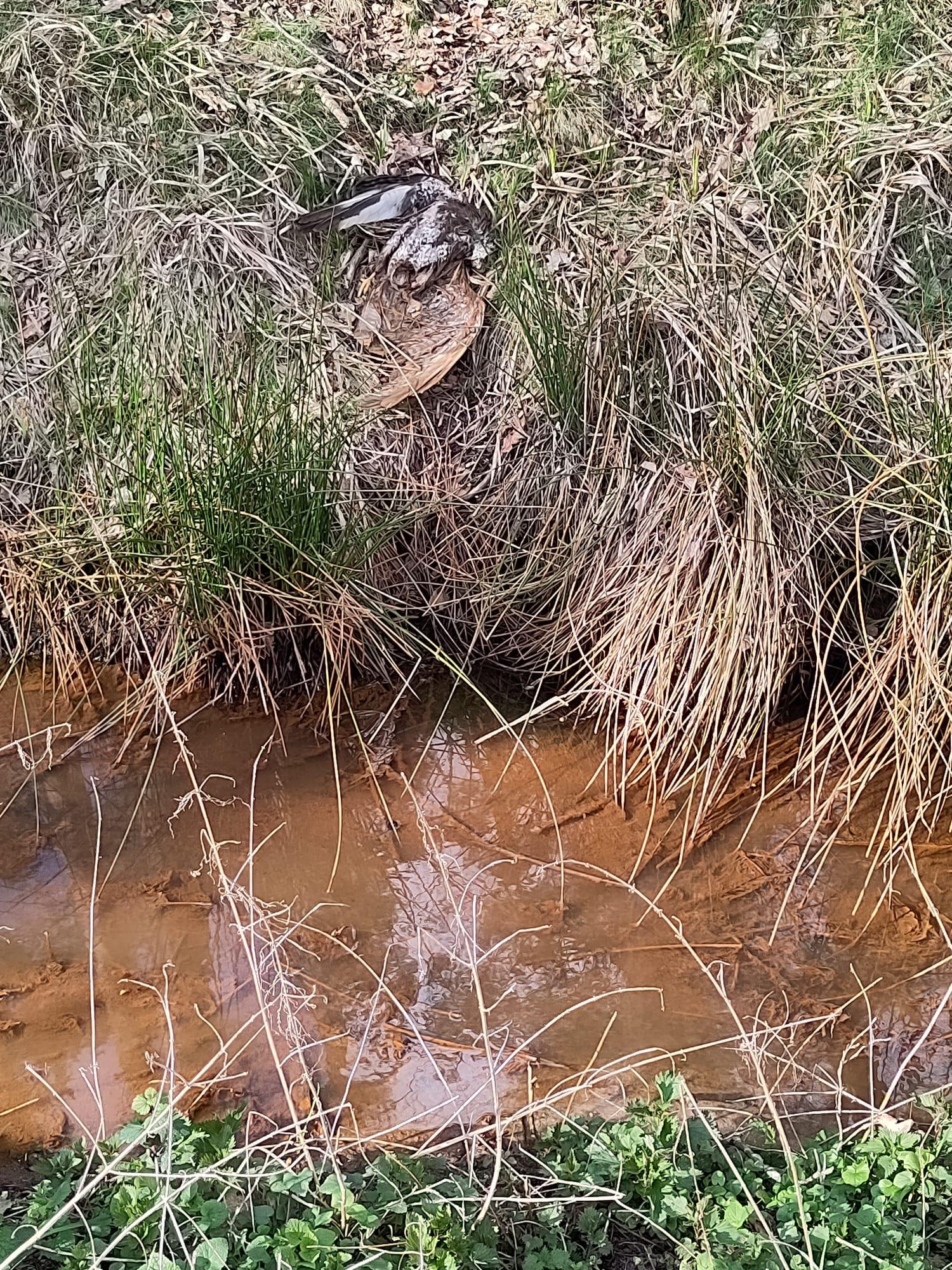 Tote Tiere im Schleifweiher: Kupfersulfat ist nicht die Ursache