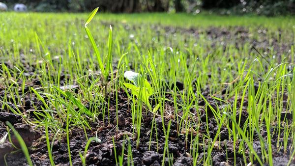 Keimender Rasen