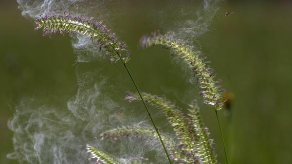 June 13, 2018 - Roseburg, OREGON, U.S - Pollen grains shake from the tops of grass growing in a pas