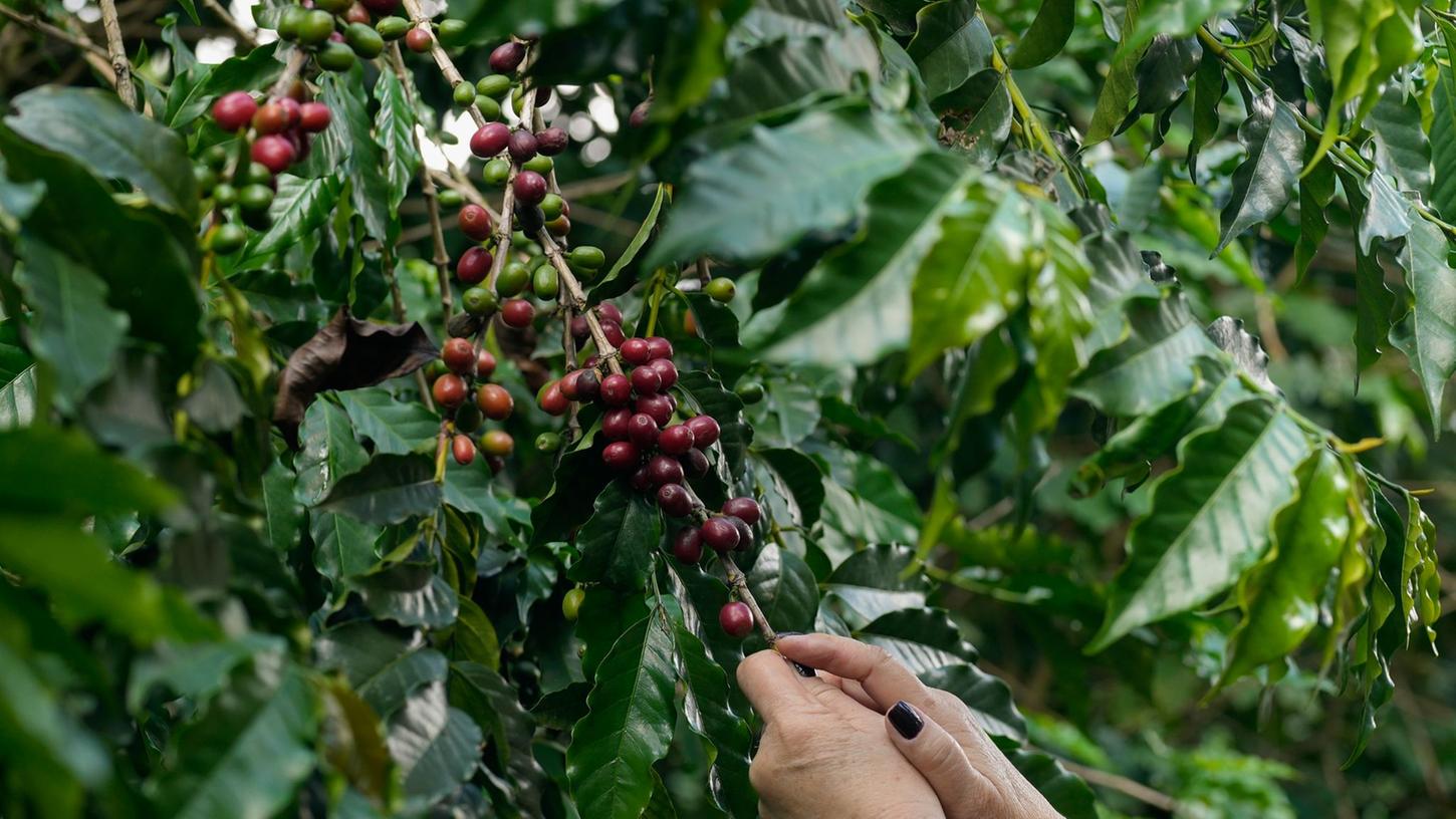 Kaffeebeeren werden auf der Plantage des Biologischen Instituts geerntet.