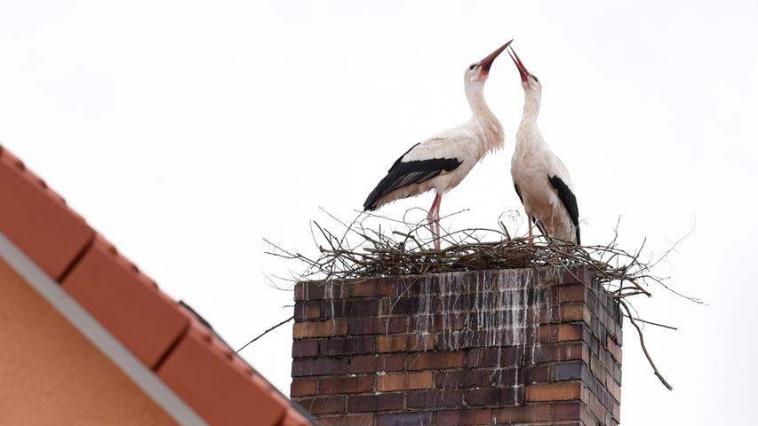 Die zwei Störche bauen ein Nest in Kersbach auf dem Dach des ehemaligen Gasthauses Zur Linde.