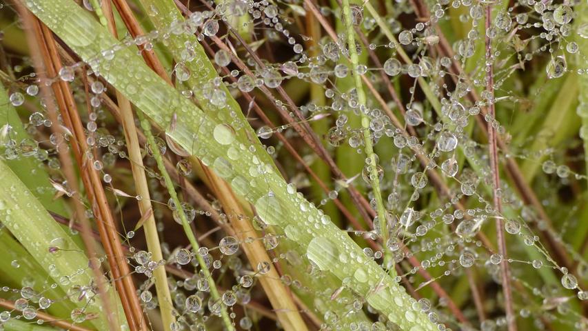 Der viele Regen hat auch auch seine schöne Seiten, wie das Foto von den Wassertropfen an den Gräsern beweist. Mehr Leserfotos finden Sie hier
