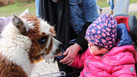 Alpakas und ein Lama als Therapeuten im Blindeninstitut
