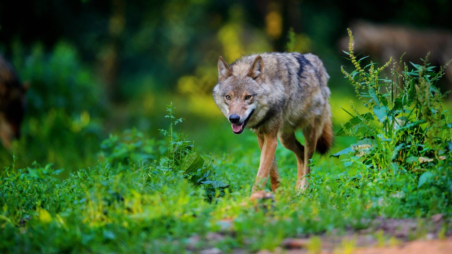 Über Pfingsten wurden mehrere Wolfssichtungen in der Region gemeldet.