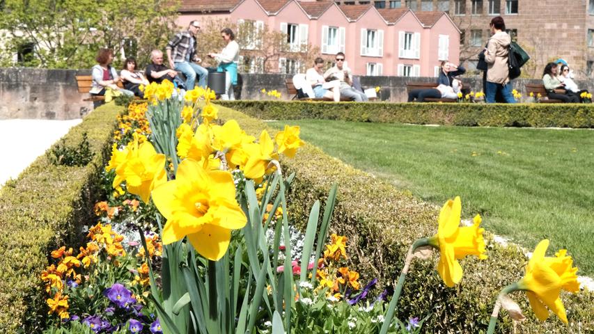In Reih und Glied stehen gelbe Narzissen und weitere Blumen in sauber abgestochenen Beeten. Gartenpflege wird hier im Burggarten groß geschrieben. 