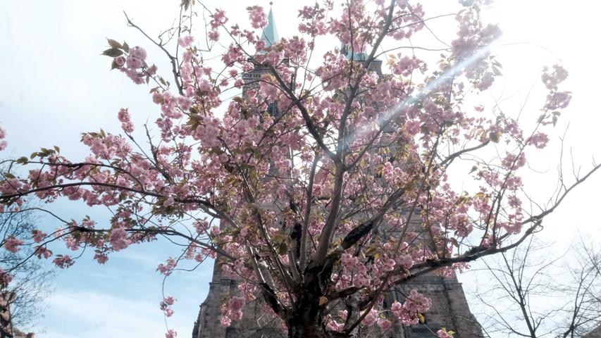Mit seinen ausladenden Asten und den rosa Blüten schiebt sich dieser Kirschbaum in St. Sebald vor die beiden Türme der Sebalduskirche. 
