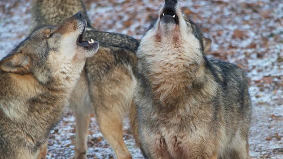 Neues Wolfspaar im Altmühltal gesichtet: Gibt es bald Nachwuchs?