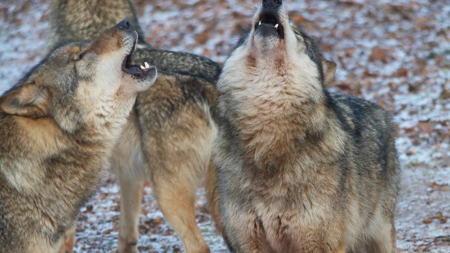 Mehrere Wildkameras haben aufgenommen, wie die zwei Wölfen gemeinsam durch das Altmühltal streifen. (Symbolbild)