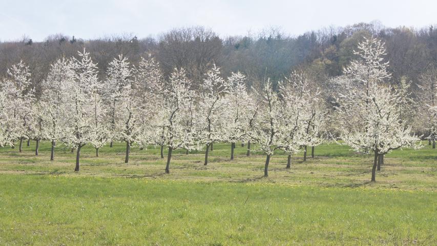 Fränkische Schweiz: Die Zeit der Kirschblüte in Pretzfeld und Umgebung hat begonnen