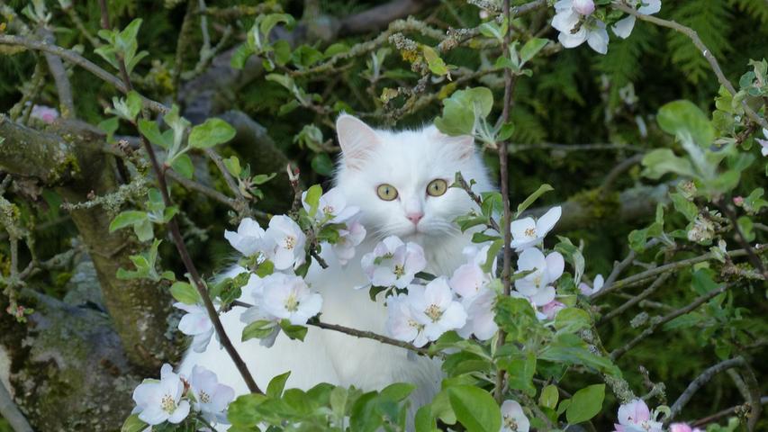 Die kletterfreudige und gut getarnte schneeweiße Katze erhofft sich im reich blühenden Apfelbaum vermutlich einen strategischen Vorteil bei der Jagd. Unser Leserfotograf hat sie trotzdem entdeckt. Hoffentlich die Vögel auch? Mehr Leserfotos finden Sie hier