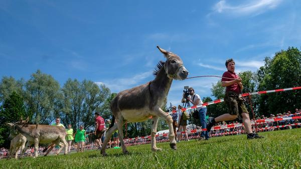 Am Volksfestplatz hinter der Neumarkter Jurahalle feiert man am Montag den 7. Tag des Esels. Ab 10 Uhr gibt's ein buntes Programm für die ganze Familie. Alle Infos zum Event finden Sie hier.
