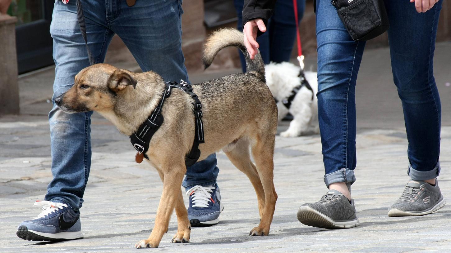 Neue Regeln: Größere Hunde müssen nun unter anderem innerhalb des Altstadtrings angeleint werden. 