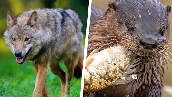 Fischotter und Wölfe dürfen nun leichter getötet werden - es ist die richtige Entscheidung