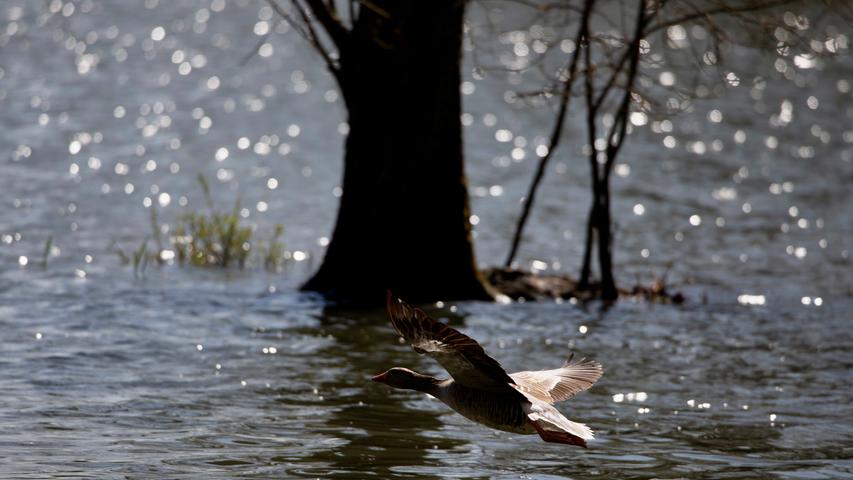 Eine Graugans fliegt über den in der Sonne glitzernden Altmühlsee. Mehr Leserfotos finden Sie hier