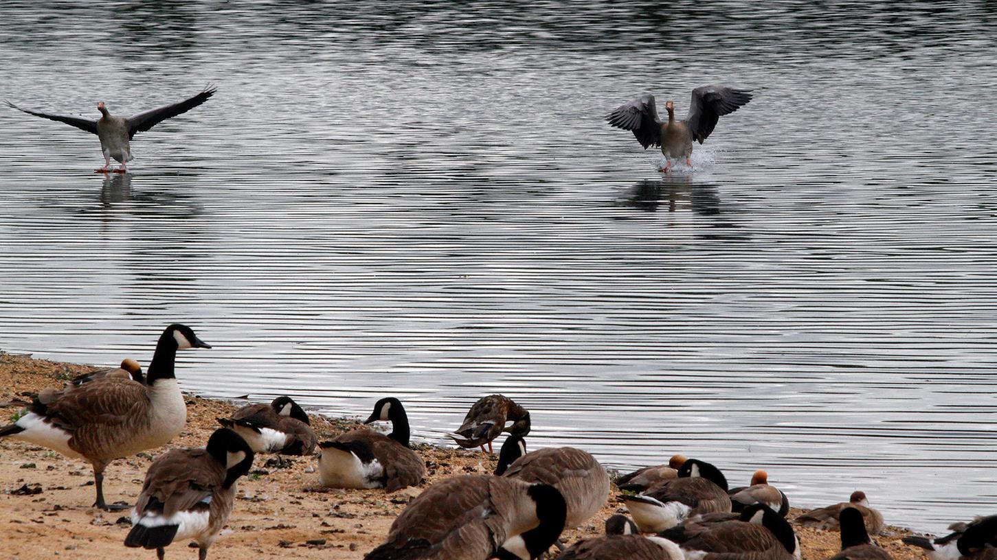 Eine Gänseschar am Ufer des Wöhrder See. Eine Gänseschar am Ufer des Wöhrder See.