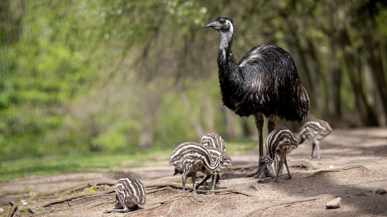 Emus zählen zu den Laufvögeln und sind flugunfähig. Ihre langen, kräftigen Beine machen sie zu schnellen und ausdauernden Läufern. 