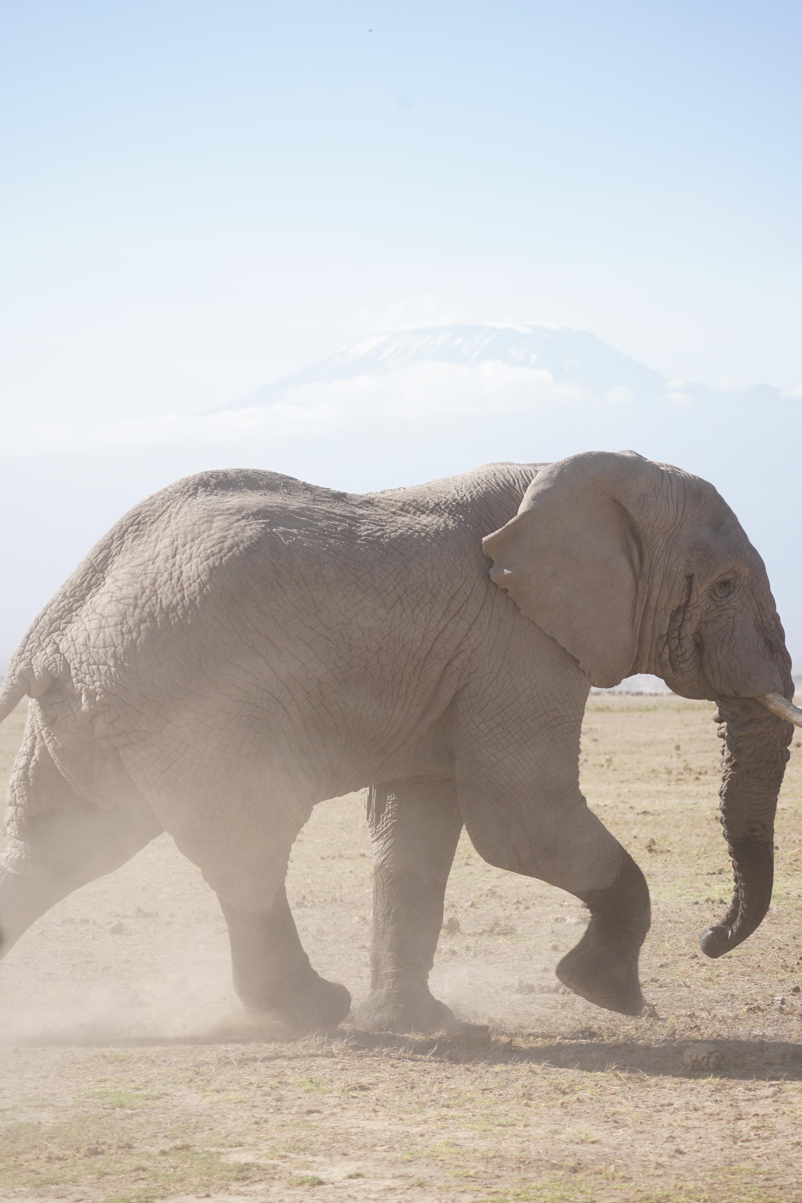 Immer wieder ziehen Elefanten deshalb nachts, wenn es kühler ist, in Richtung Dörfer, plündern Felder, brechen Wassertanks auf.